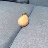 三儿