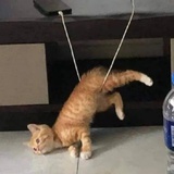 无法呼叫