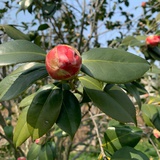 Gruitys