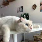 鱼子酱