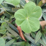 随风飘扬