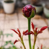 倏忽花开