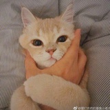 猫会有冰淇淋的