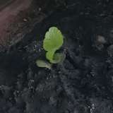 大橘没有起床气