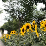 蓝宝