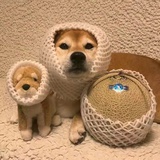 狒狒龙