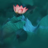梦里花落