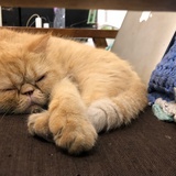 不是云呢拿