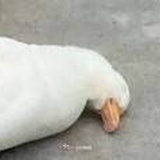 西湖醋鱼