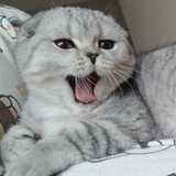 莫拉古