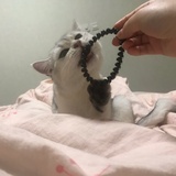 养猪的兔子