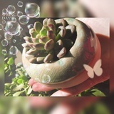 青蒹