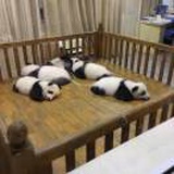怂怂的