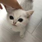 Lamycxx