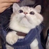 喵喵喵🐱