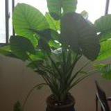 阳光灿烂