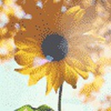 花漾