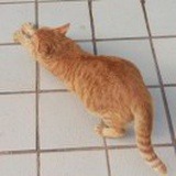狗头咕咕咕
