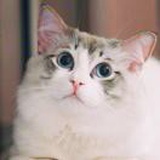 西尔莎