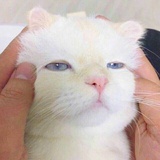 upup