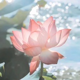 豆友186256590