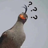纳尼？？？