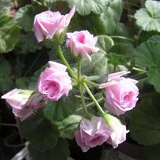 芳