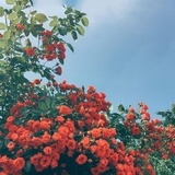 风一吹就飞起来