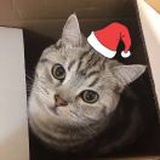 壹只很拽的猫