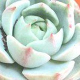 悦