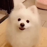 华美人