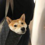 小七