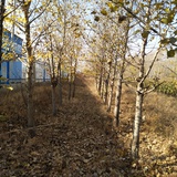 大军
