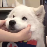 鲸了鱼