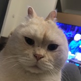 半截烟锅巴