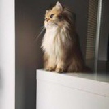 🐱