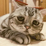 东走西顾兔