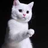 夜游侠