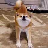 诺诺
