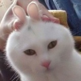 大黄狗