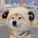 豆友柠檬在哪里