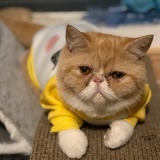 Nimo她爸