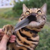颜回复生