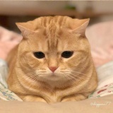 幻露