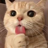 我就酸你猫了哼