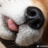 略