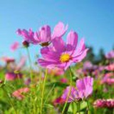 花伊*万里