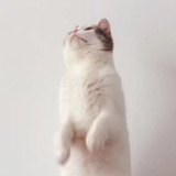 阿司匹林。