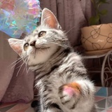 lux