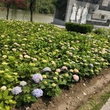 脆皮鸭文学